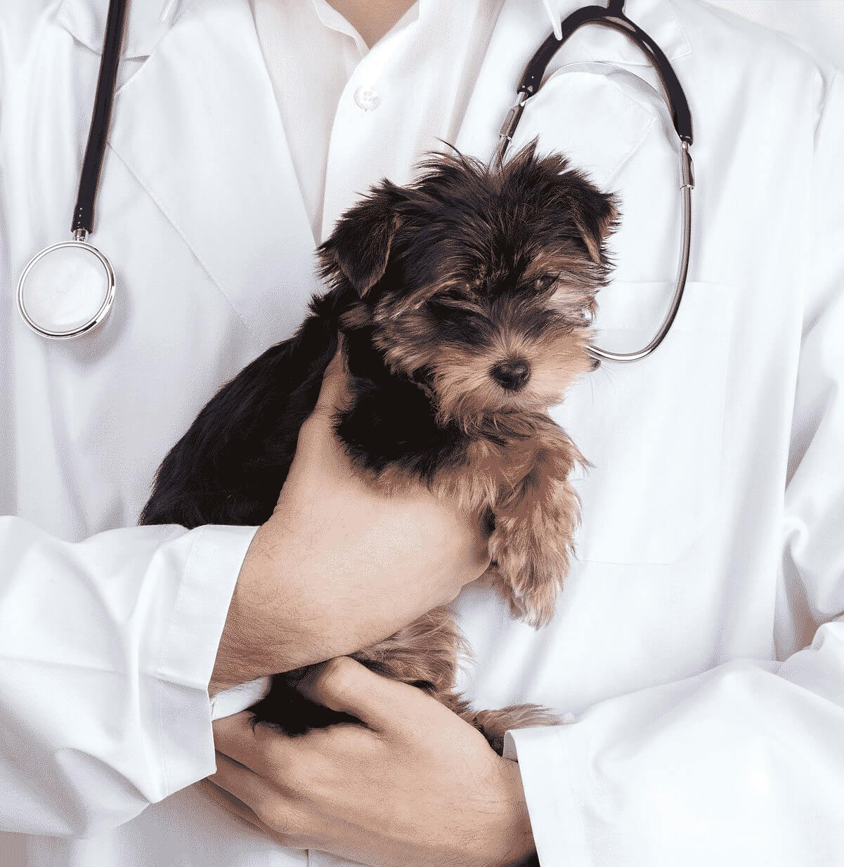 Vet Holding Puppy